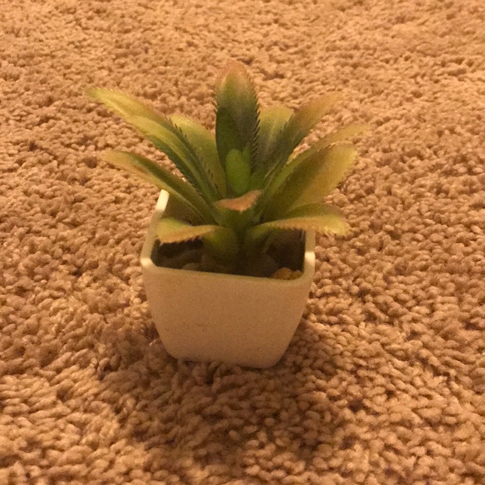 Fake succulent